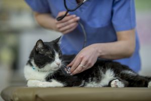 Cat Check-Ups