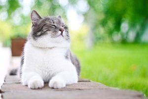 Outdoor Cat