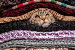 Protecting Cats in Cold Weather